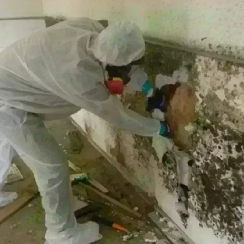 Best Mold Remediation and Removal Service in Island Park, NY